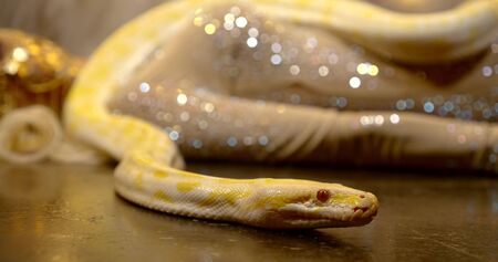 the snake lies on the female body. the girl is dressed in a gold jumpsuit with rhinestones. the...