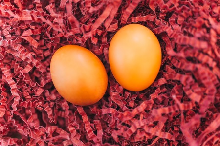 Easter eggs in nestの写真素材