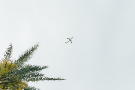 Airliner passing over palm treesの写真素材
