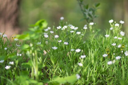 Fresh only blooming flowers in the forest