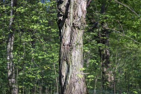 The sun shines on the trunk of an old tree