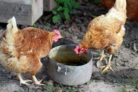 Chicken searches for food in a bowlの写真素材