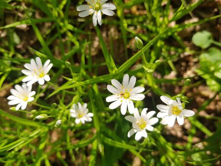 Spring wildflowers in the forest in Sunny weather. White flowers reach for the sun