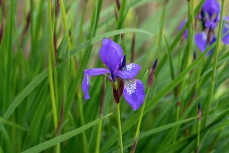 Flower Iris sibirica close-up. Iris sibirica has blossomed on the site