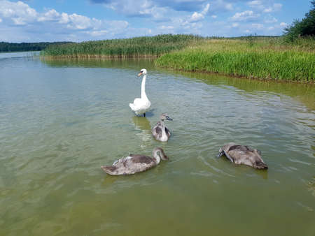 A couple of swans with their children. Family of swans. Young swansの写真素材