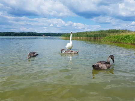 A couple of swans with their children. Family of swans. Young swansの写真素材