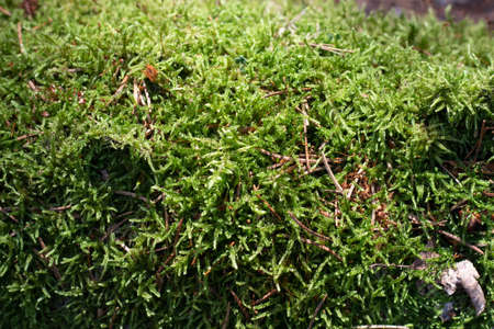 moss selaginella kraussiana (kunze) a. braun grows in the forestの写真素材