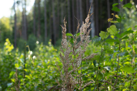 Dry furry panicles of Calamagrostis Ground (Calamagrostis epigeios) in a meadow with a copy space