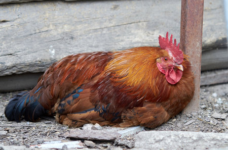 Beautiful rooster resting on the ground in the countrysideの写真素材