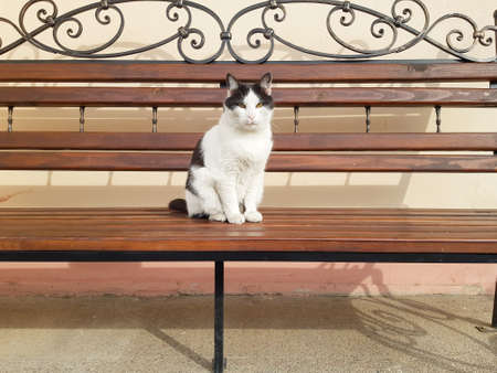 An important cat sits on a bench. Cat close-up