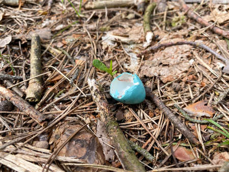 An eggshell of blue color lies on the ground in the forest. Eggshell close-up on the ground. Food...