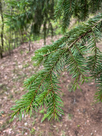 Tree branch close-up. Green branches of the Christmas tree grow in the forest. Evergreen tree...