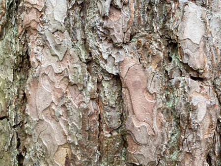 Background of pine bark. Pine bark close-up. Tree bark texture