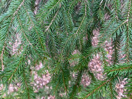 Tree branch close-up. Green branches of the Christmas tree grow in the forest. Evergreen tree...