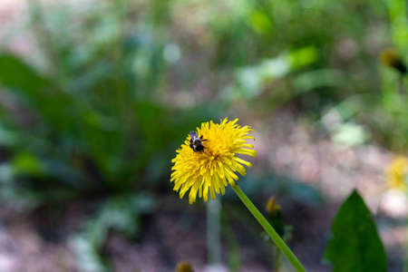 Lone bumblebee Bombus collects honey pollen from dandelion Taraxacum officinale close-up