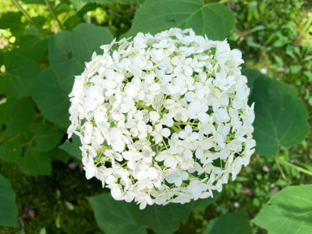 The flowering of Hydrangea arborescens. Hydrangea tree-like close-upの写真素材