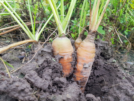 The seed carrot (Daucus carota subsp. Sativus) spits on a bed in an agricultural fieldの写真素材