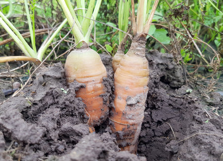 The seed carrot (Daucus carota subsp. Sativus) spits on a bed in an agricultural fieldの写真素材