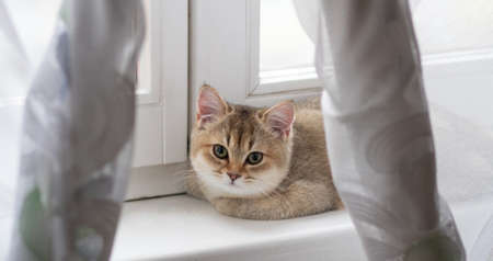 British Shorthair cat Golden Chinchillaの写真素材