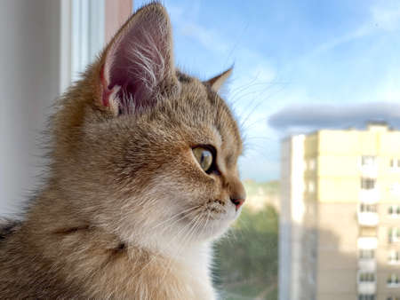 British Shorthair cat Golden Chinchilla