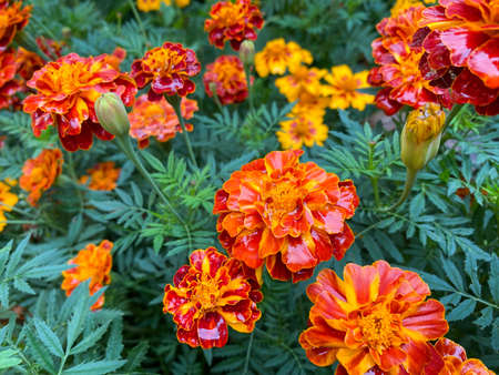 Background of beautiful flowers of Marigolds erect (Tagetes erecta). Red flowers of Tagetes erectaの写真素材