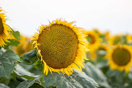 Beautiful yellow sunflower on a sunflower field close-up. Yellow sunflower with copyspace. Sunflower under a cloudy skyの写真素材