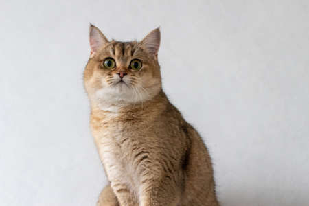 Green - eyed British Shorthair Golden Chinchilla NY25の写真素材