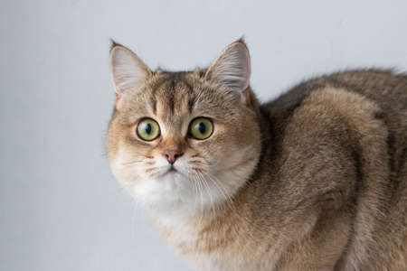 Green - eyed British Shorthair Golden Chinchilla NY25