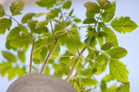 Seedlings of red tomatoes in close-up. tomato sproutsの写真素材