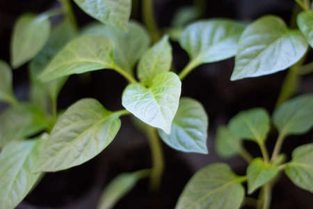 Bulgarian pepper seedlings at home before planting close-up