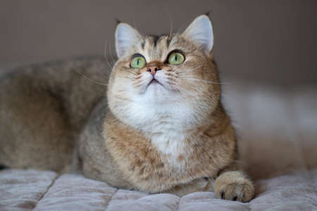 Green - eyed British Shorthair Golden Chinchilla NY25の写真素材