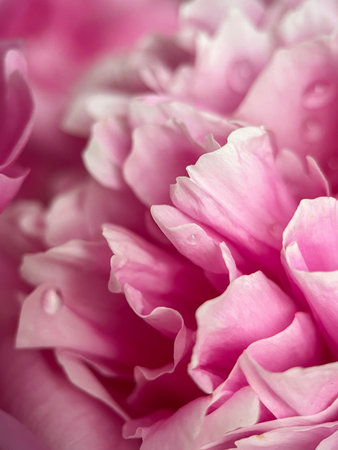 Macrophotography of the petals of the Medicinal Peony (Paeonia officinalis). Medicinal peonyの写真素材