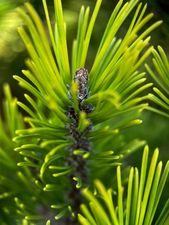 Macrophotography of mountain pine (Pinus mugo). European Elfin pineの写真素材