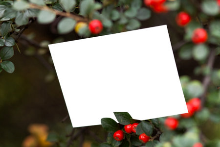 Dogwood (Cotoneaster splendens) is a genus of plants in the Rosaceae family with mockupの写真素材