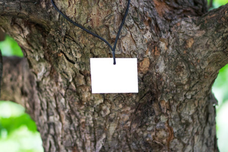 The trunk of a tree hazel, or a bear nut, or a bear hazel (Latin Corylus colurna) with mockupの写真素材