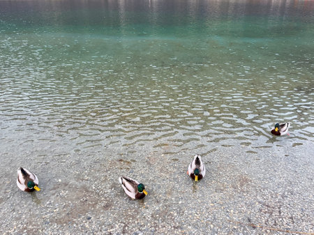A flock of ducks swims in a clear mountain lake