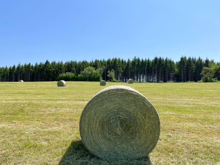 Haylage is grass dried to a humidity of 50-55% and preserved in sealed containers. It is used for feeding cattle and sheepの写真素材