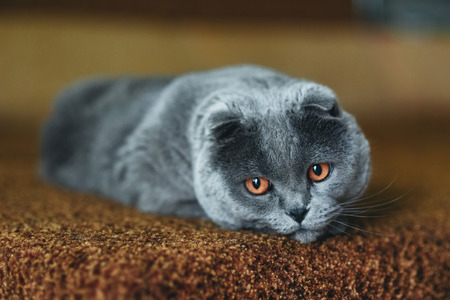 Gray cat is sad