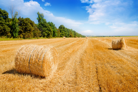 Straw circles in the field. Beautiful Countryside Rural landscape sunny day.