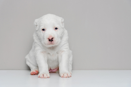 Central Asian Shepherd Dog Puppy on gray backgroundの写真素材