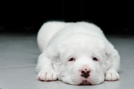 Close-up portrait of Central Asian Shepherd Dog Puppyの写真素材