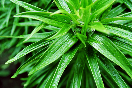 Water drops after a rain on green leaves. Morning dew on plants in a gardenの写真素材