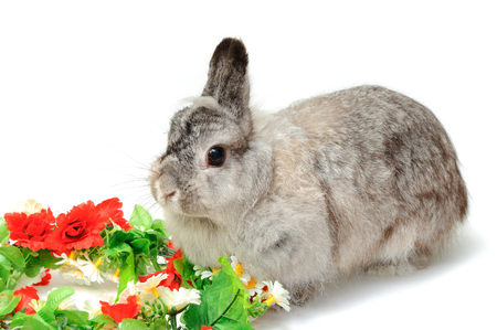 Rabbit with red and green flowers on white background isolatedの写真素材