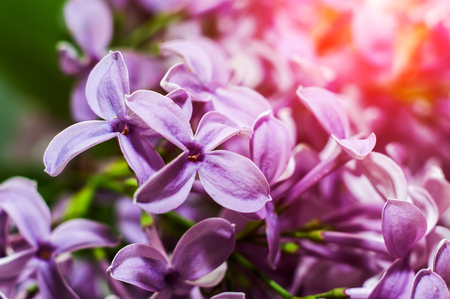 Lilac flower petals close-up. Beautiful spring concept.の写真素材