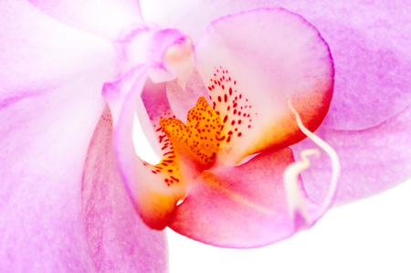 Macro flower purple orchid . Orchid flower bud close-up .の写真素材