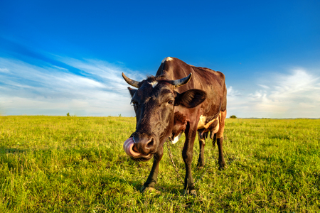 The cow is grazed on a meadow. Rural nature. Walking of cattle.の写真素材