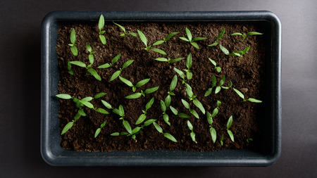 Fresh young sprouts, growing seedlings overhead viewの写真素材