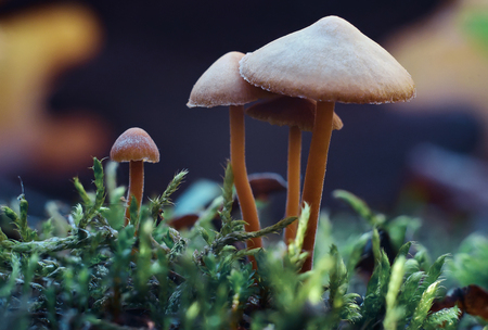 Mushroom meadow in the forest close up macro, blurred background, natural cover.の写真素材