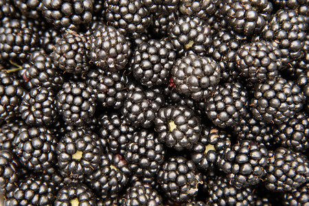 Blackberry background