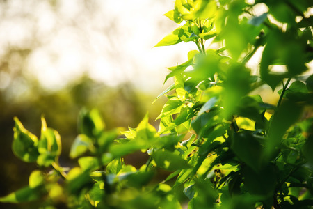 Green leaves of sunshine, copy space. Green leaves of the bush are illuminated by the rays of...